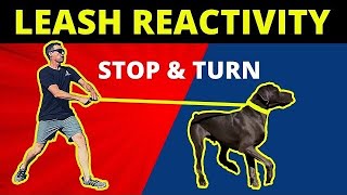 4 keys to leash reactivity - My in person seminar this Saturday