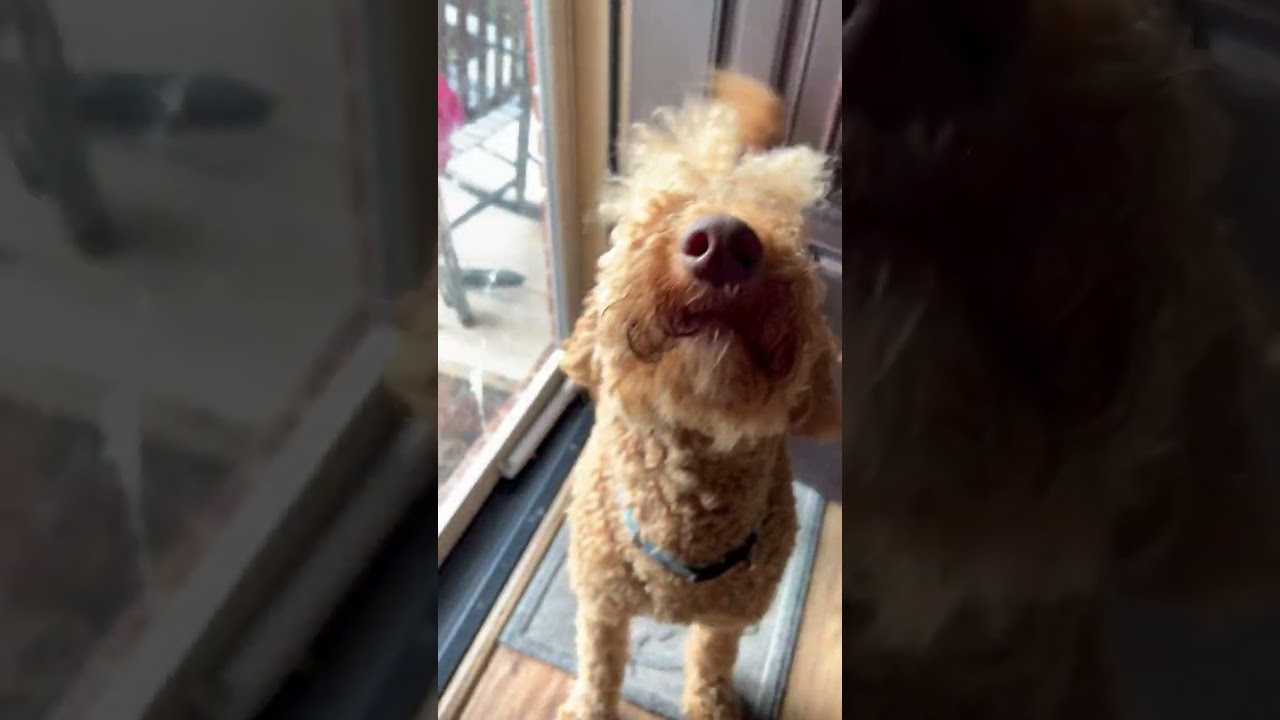 NEW TRICKS MORE FUN 🤩!!!