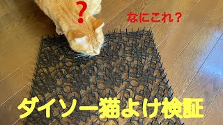 [猫よけ検証]ダイソーに猫よけあったので家の猫達に検証してみた