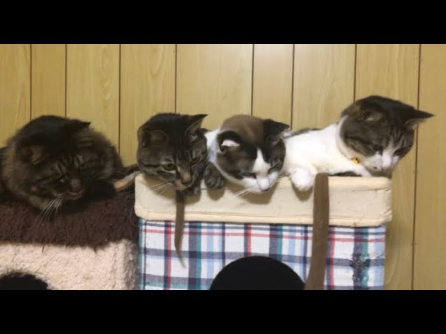 うちの子4にゃんず - YouTube