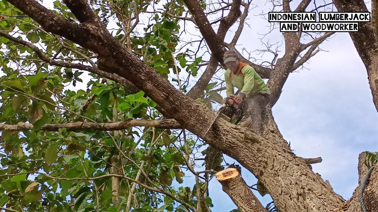 Greeted by strong winds !! Cut down 2 Trembesi trees, Stihl ms881 ...