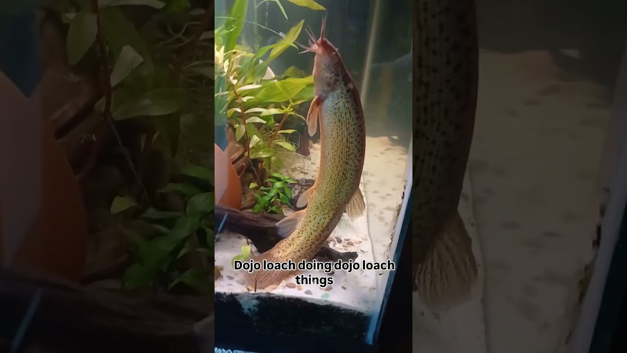 Dojo loach doing dojo loach things🐟 