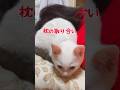 ママの顔の横じゃないと寝れない弟猫が可愛い