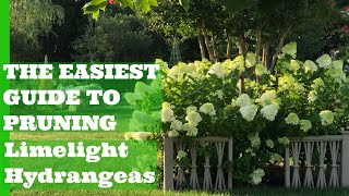 THE EASIEST GUIDE TO PRUNING LIMELIGHT HYDRANGEAS. Acorn Hill Limelight Hydrangea Pruning Guide.
