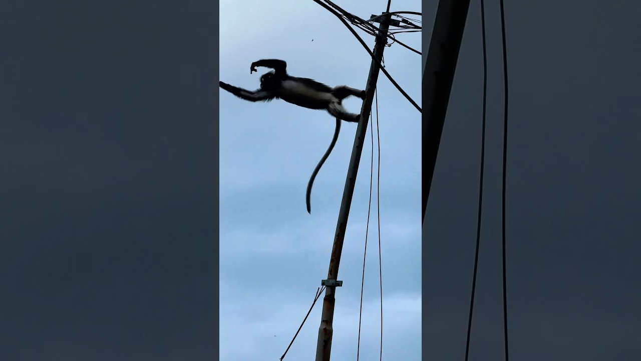 Rare sighting  of this incredible monkey 🙉 🙈 🐵 look at that leap! 