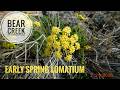 These Desert Wildflowers Survived the Freeze