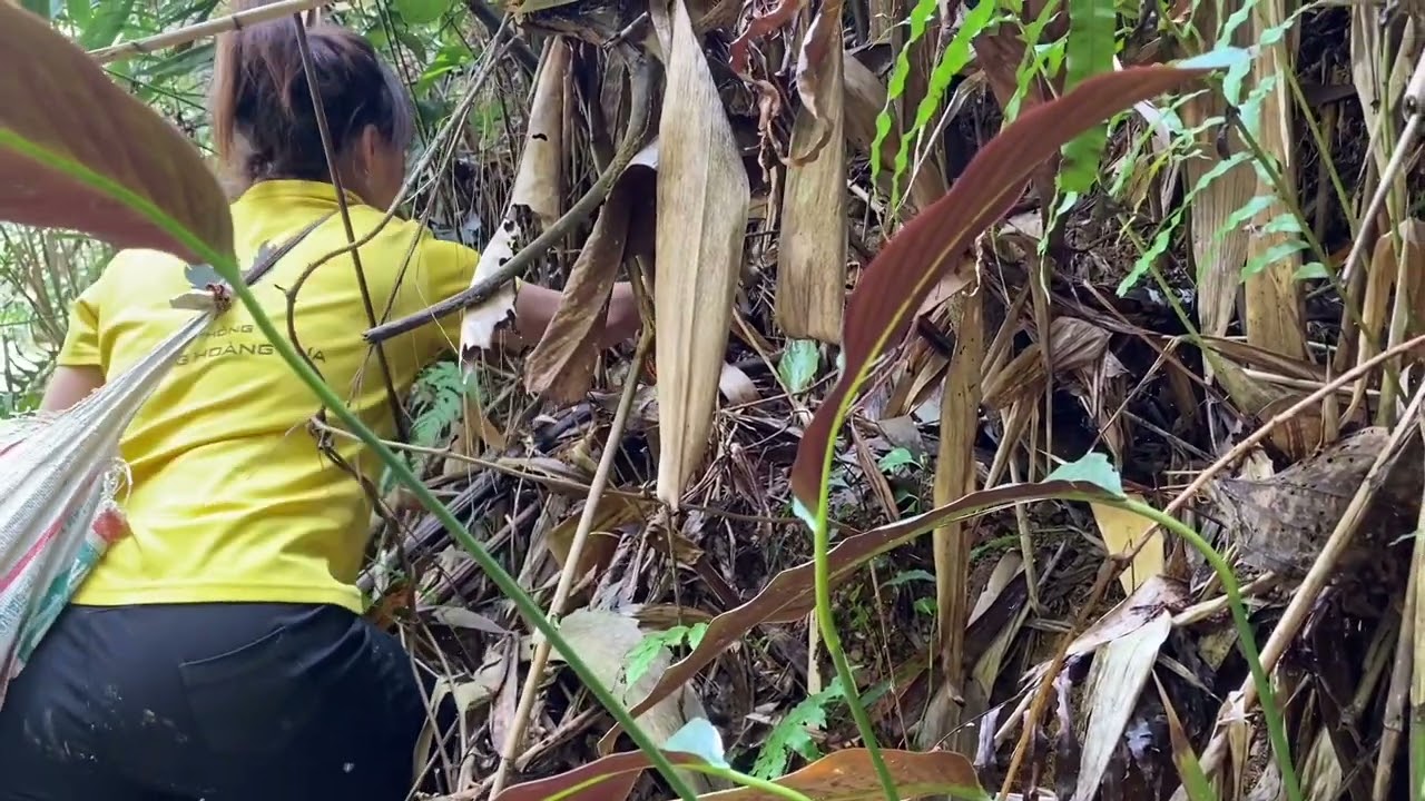 Today I went to harvest wild cardamom