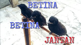 membedakan jantan betina anakan burung srigunting hitam ||episode 5