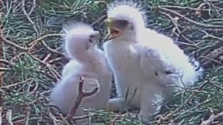 CHICKS ALL DAIE ESSE. BOOTED EAGLE2022.06.30