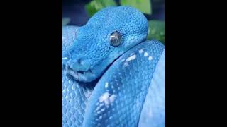 Blue Snake Amazing Snake