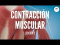 2. CONTRACCIÓN MUSCULAR (FISIOLOGÍA MUSCULAR)