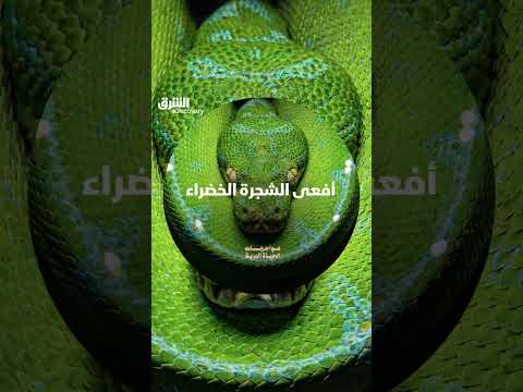 أفعى الشجرة الخضراء: تكيفها ودورها في النظام البيئي