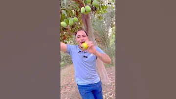 اللي باعنا مش هنديلو مانجة من الشجر بتاعنا اكسبلور مانجا تيك توك ترند كوميديات هتضحك ضحك 