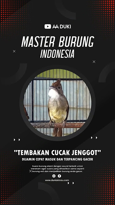 CUCAK JENGGOT MASTERAN PANCINGAN TERBAIK!! #aaduki #konslet