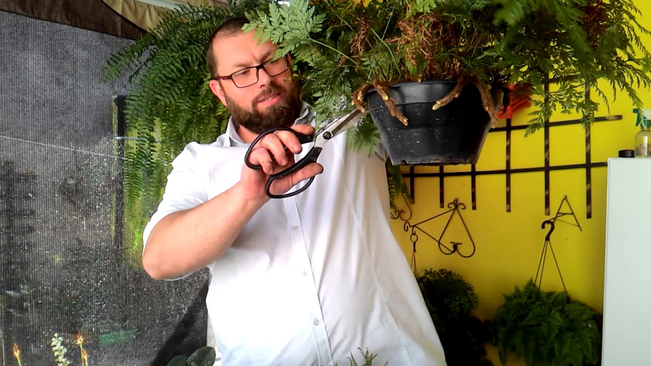 Especial samambaia , renda portuguesa e avenca ( Parte 1/2 )