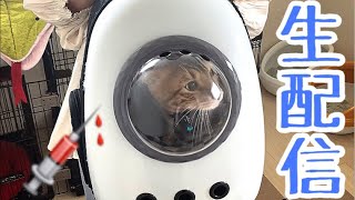 【生配信5/31】テトのワクチン後の生配信