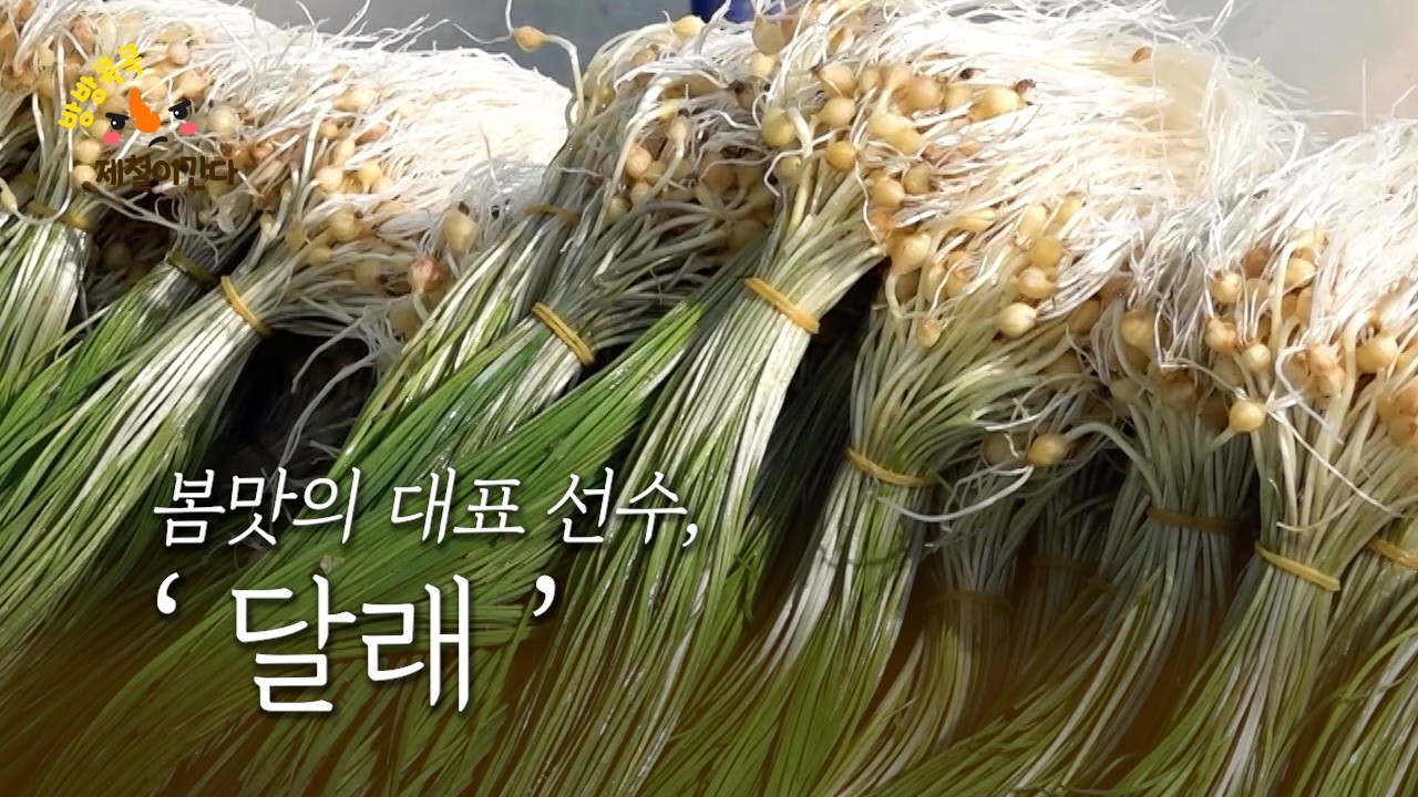 봄맛의 대표 선수, ‘달래’