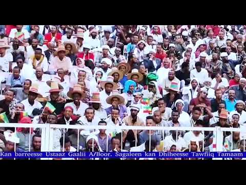 Haasawa Pirofeesar Kamaal Qaadah Waa Ee Habashaa Dubbate Afaan Oromootiin Sagalee Tawfiiq Tamaam 