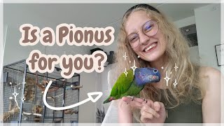 Pionus Parrot Guide and Overview - Everything you need to know (UPDATED)