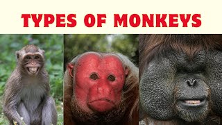 Different types of Monkeys and their Sounds