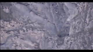 Un oso despeña y mata a un osezno en Somiedo