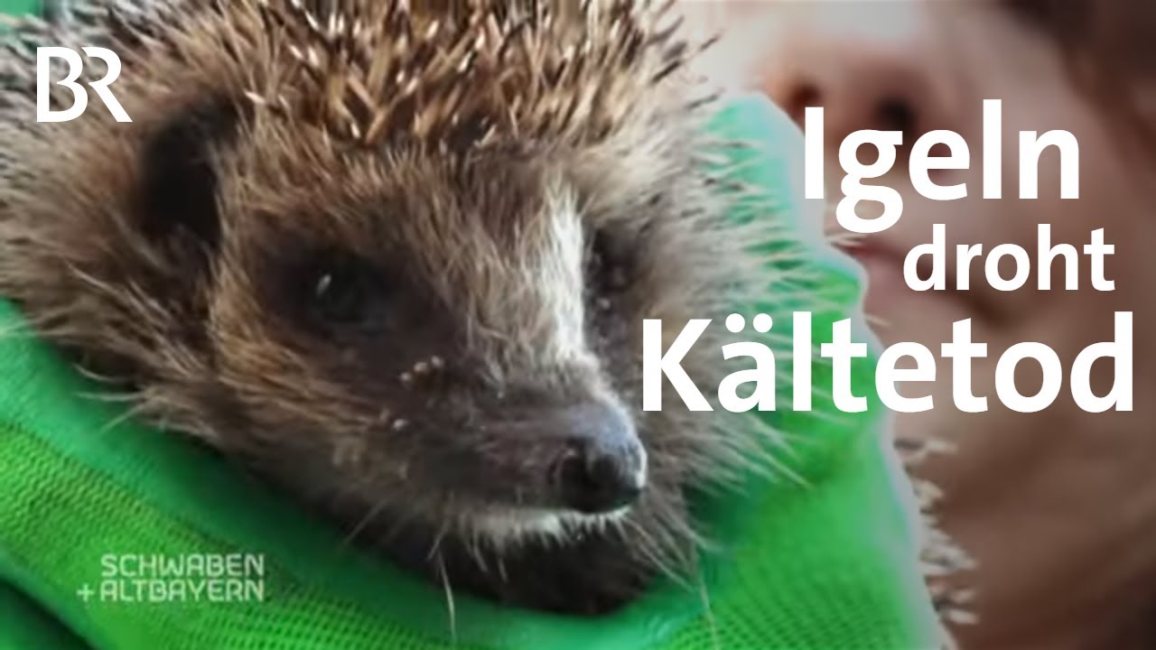 Gefahr durch frühlingshafte Temperaturen: Igel unterbrechen Winterschlaf | Schwaben + Altbayern | BR