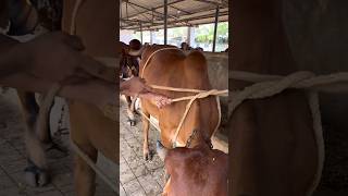 “Kicking cow” safe restraining method for routine examination