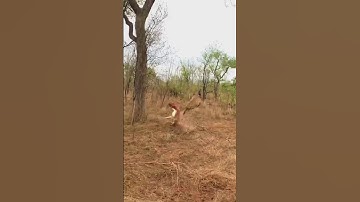 leopards can climb trees very skillfully