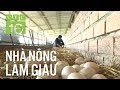 "Cho vịt nằm rọ": Nông dân nghèo thành tỷ phú | VTC16