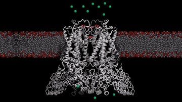 New Structure of a Calcium-Shuttling Molecule Could Help Scientists Target Aggressive Cancers