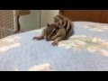 Bikke's cutest stretch /シマリスビッケのストレッチ30連発