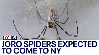 Joro spiders expected to come to NY
