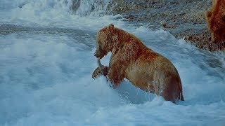 Imax Bears In Alaska