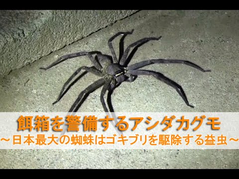 ゴキブリ クモ