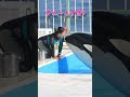 鴨シーのシャチとトレーナーさんに当てられっぱなし♥ #Shorts #鴨川シーワールド #シャチ #kamogawaseaworld #orca #killerwhale