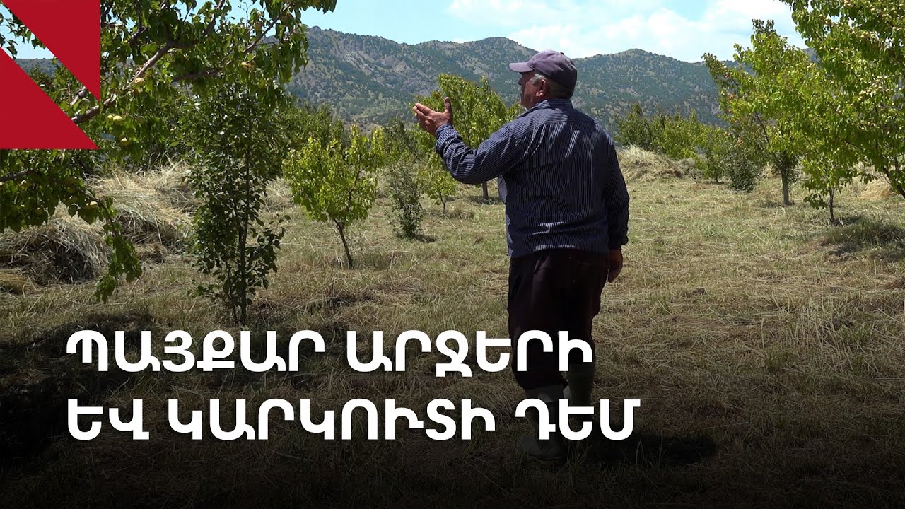 Գնդեվազ․ կարկուտն ու արջը չեն թողնում՝ ծիրանը գնա Ռուսաստան