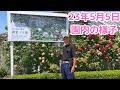 満開のつるバラ30品種以上！23年5月5日の園内の様子