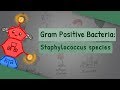 Staphylococcus species (Characteristics, Clinical complications, Differences)