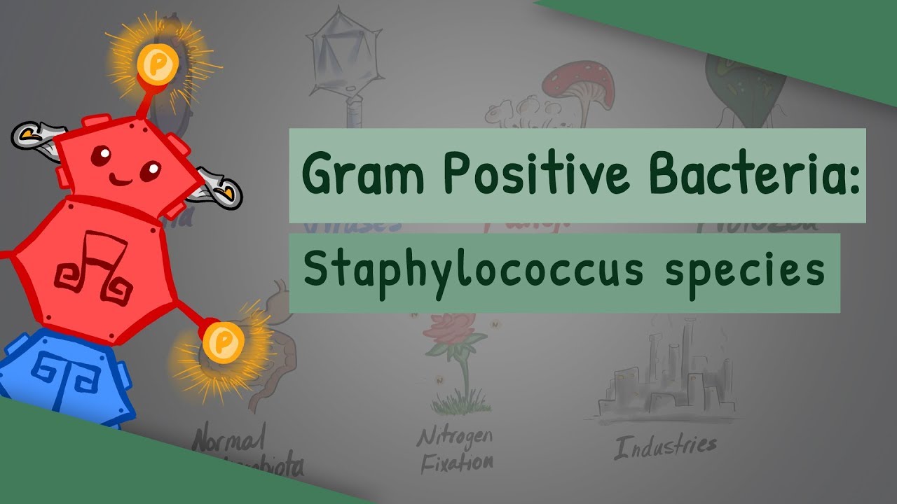staphylococcus aureus látás