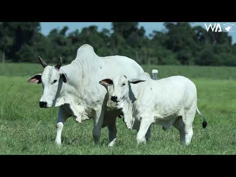 LOTE 19 - JHVM 13529 - 3º LEILÃO TERRA BRAVA, CAMPARINO E GENÉTICA ADITIVA