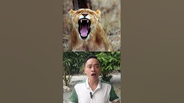 Kinh Hoàng Hổ Tấn Công Con Người| Động Vật Nguy Hiểm #shorts