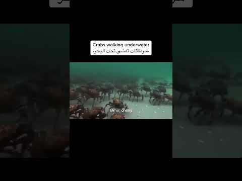 مقاطع نادره ربما تراها لاول مره Shorts 