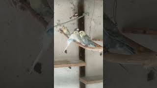 AVES EM COLÔNIA. #viral #birds #petsfofinhos #pets #aves #calopsita #humor #parrot#video#cute#video