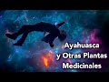 Descubriendo los misterios de la Ayahuasca y el DMT