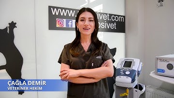 Kedi ve Köpeklerde Aşı Takvimi Nasıl Olmalıdır?