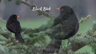 Nature Bird Sounds :  Soothing Nature Relaxation #yt #video Nature Bird Song