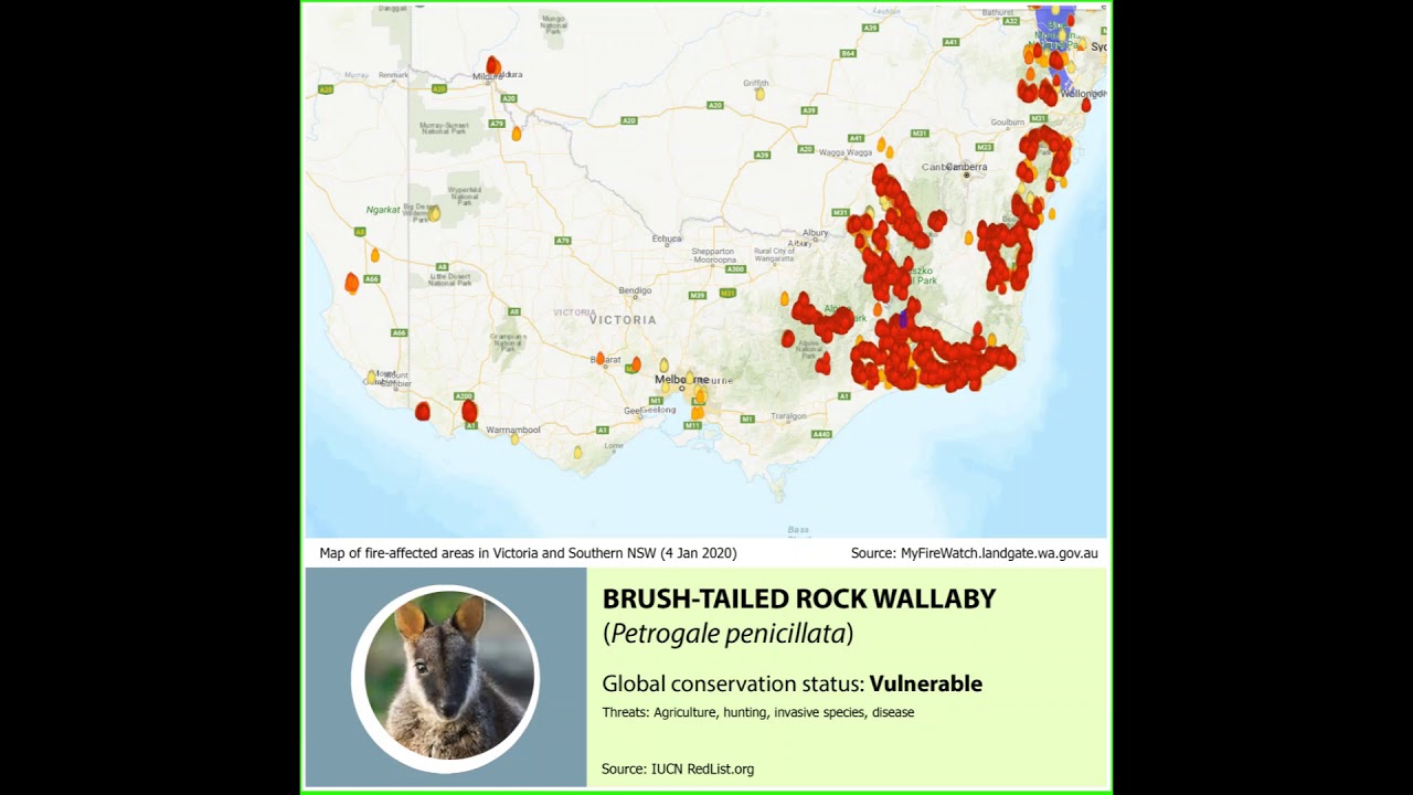 Australia&#39;s Bushfire Crisis 2019-2020: Endangered Species ...