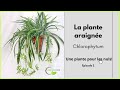 La plante araigne le chlorophytum vegetosphere plantearaigne chlorophytum