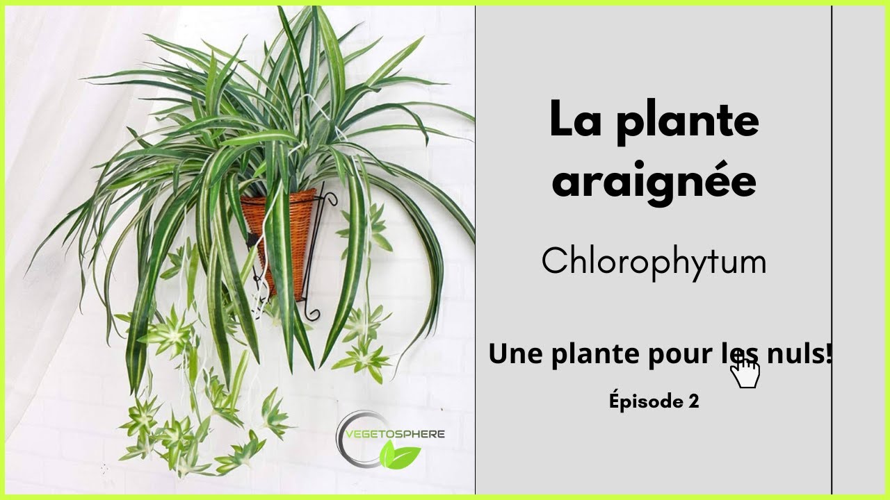 La plante araigne, le Chlorophytum #vegetosphere #plantearaigne  #chlorophytum