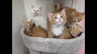 Cute sleepy orange and white kittens, purring and yawning😻  || Pet Friendly by Pet Friendly 162 views 1 year ago 22 seconds